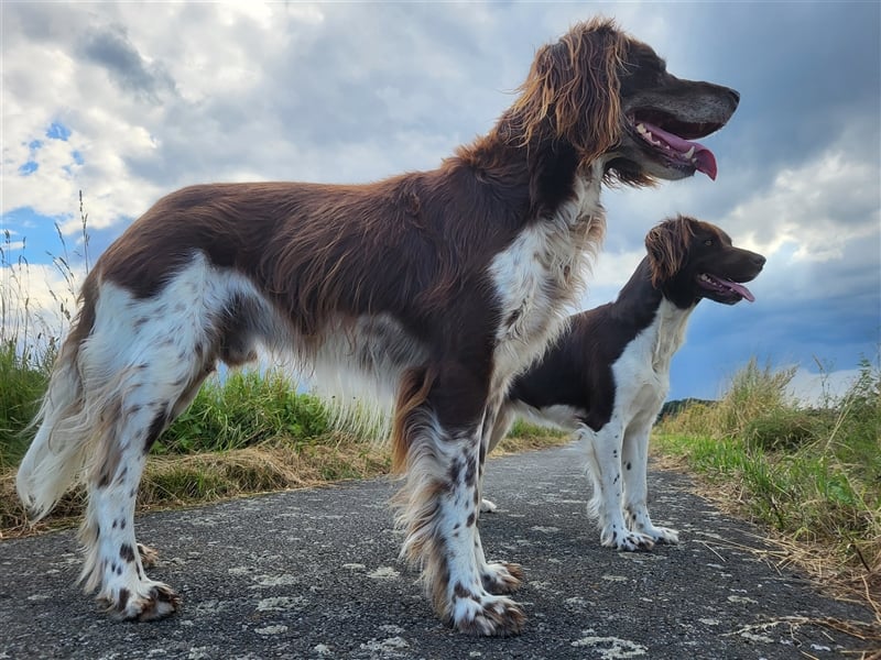 Kleine Münsterländer Welpen