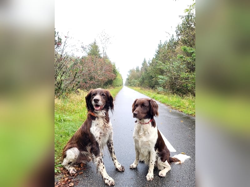 Kleine Münsterländer Welpen