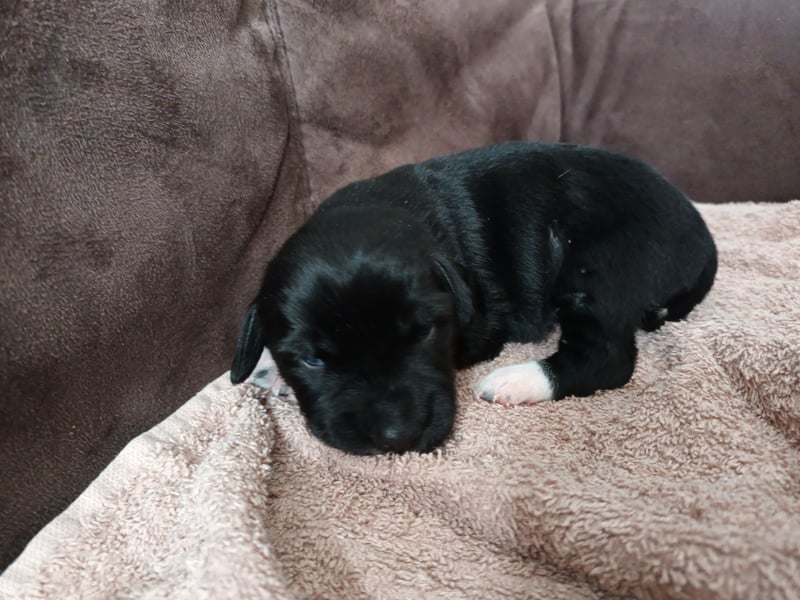 kleiner Münsterländer/ Entlebucher Mix