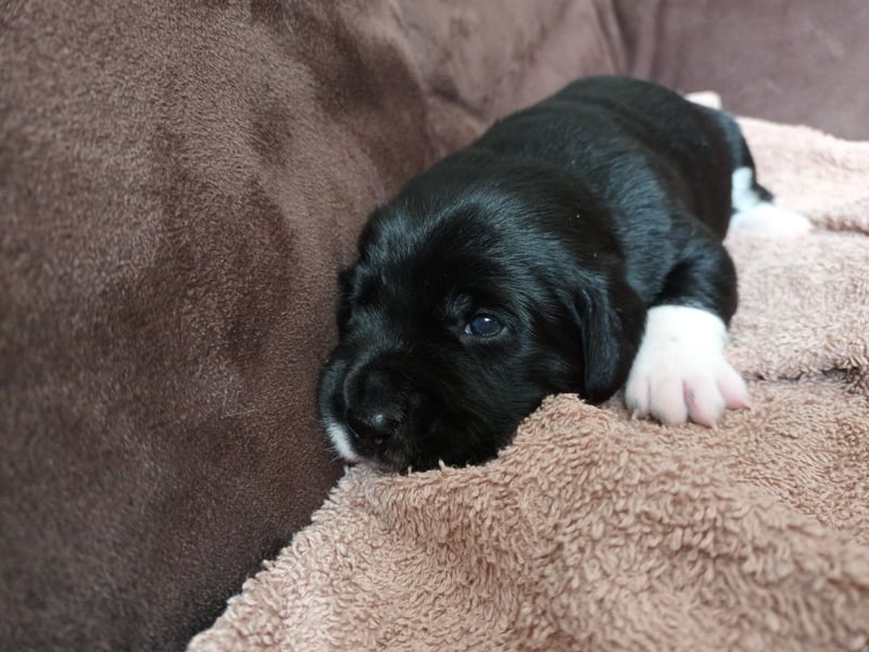 kleiner Münsterländer/ Entlebucher Mix