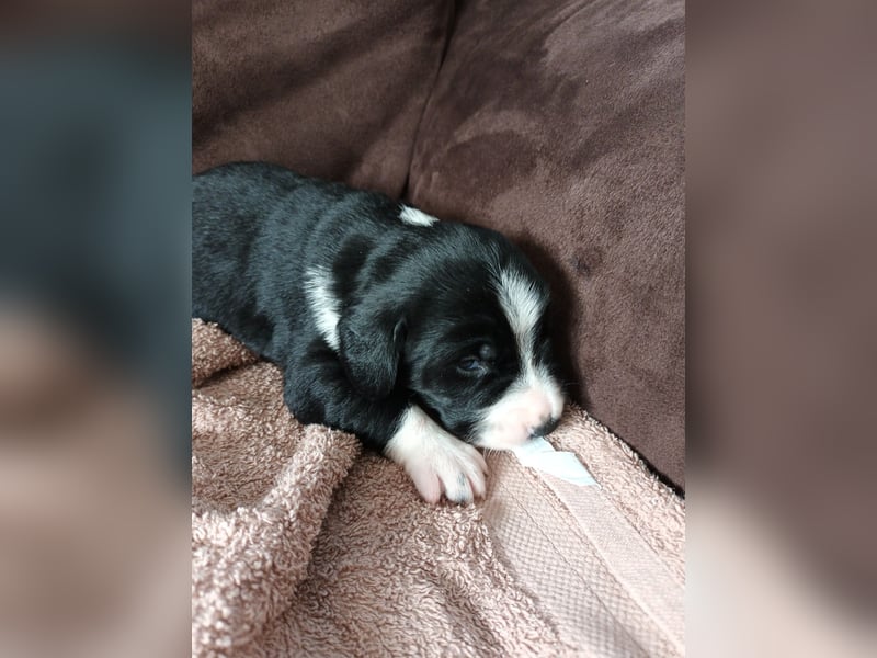 kleiner Münsterländer/ Entlebucher Mix