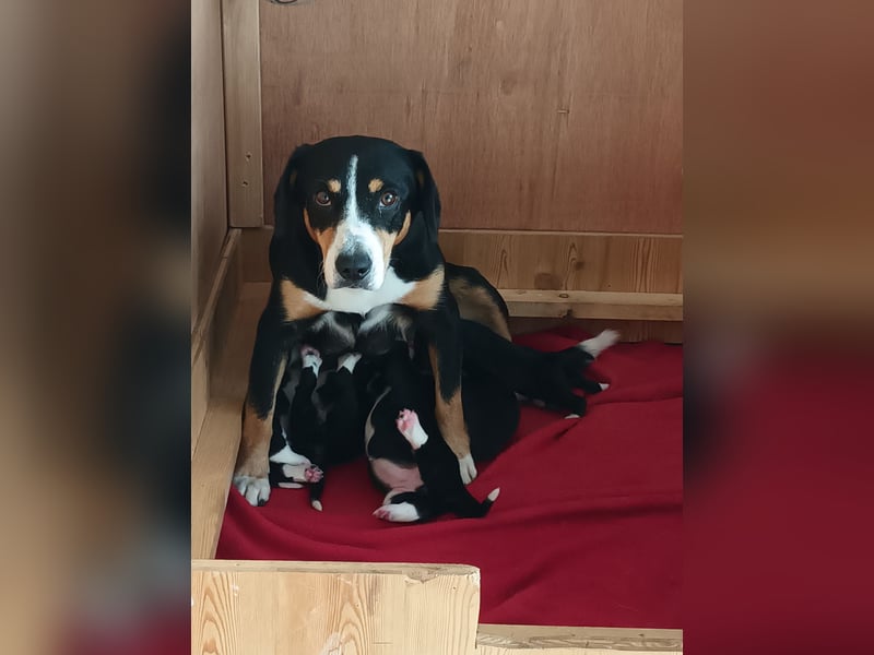 kleiner Münsterländer/ Entlebucher Mix