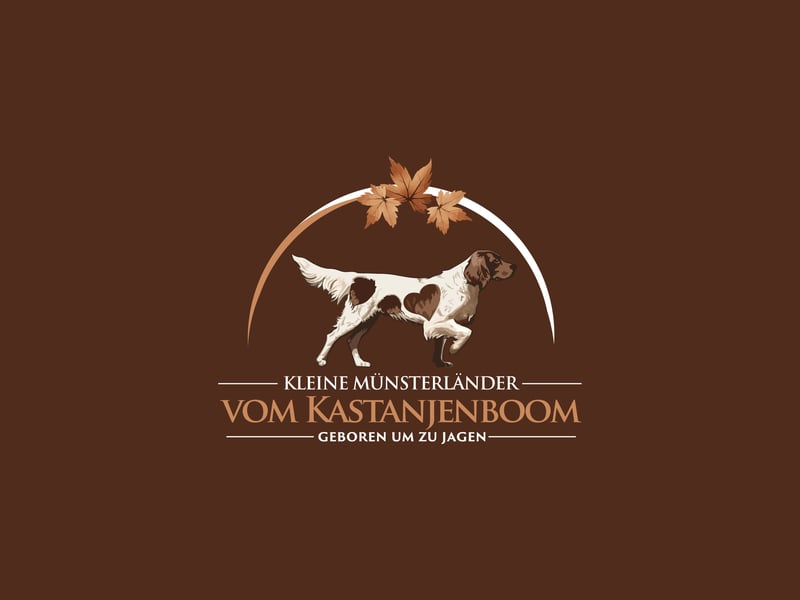 Kleine Münsterländer vom Kastanjenboom  Auslese-/Leistungszucht