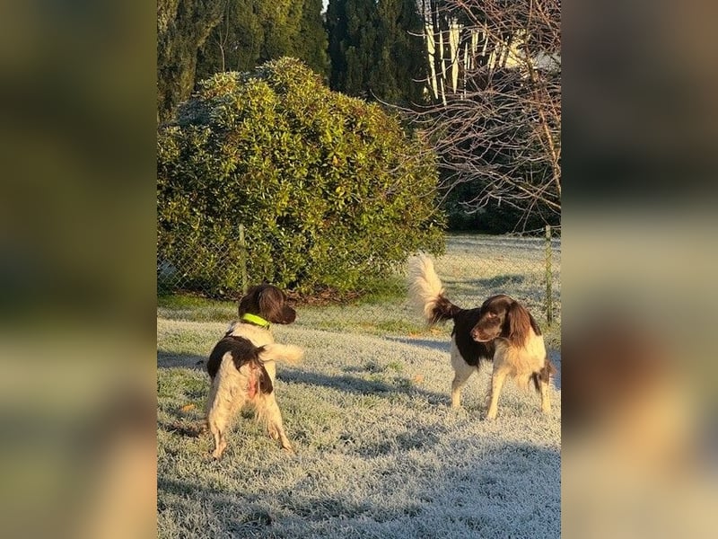 Kleine Münsterländer vom Kastanjenboom  Auslese-/Leistungszucht