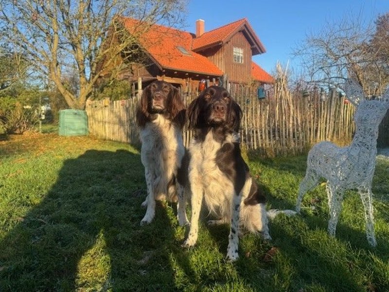 Kleine Münsterländer vom Kastanjenboom  Auslese-/Leistungszucht