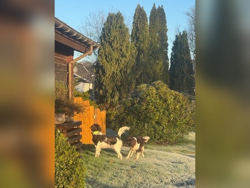 Kleine Münsterländer vom Kastanjenboom  Auslese-/Leistungszucht