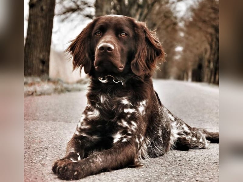 Kleine Münsterländer Welpen