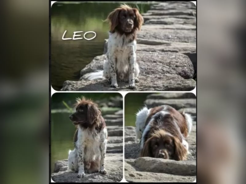 Kleine Münsterländer Welpen