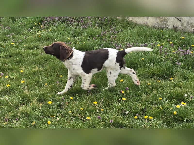 Kleine Münsterlander Welpen