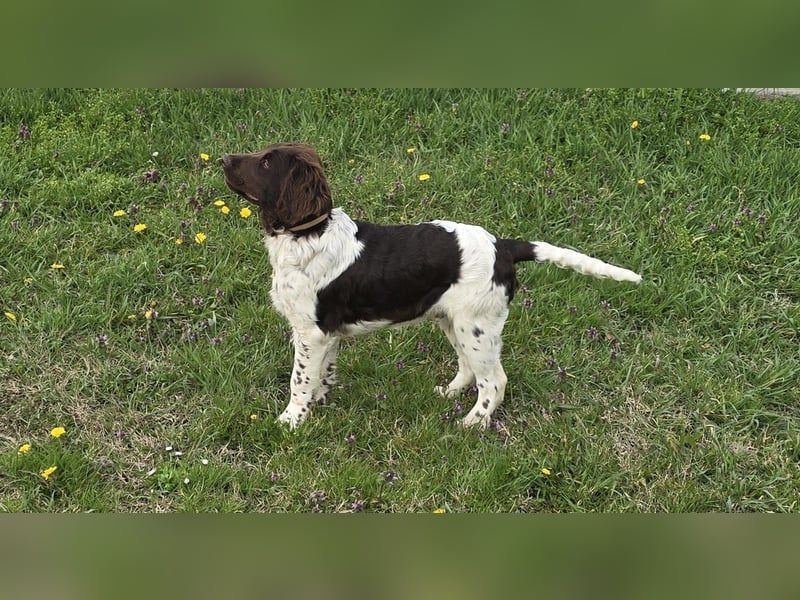 Kleine Münsterlander Welpen