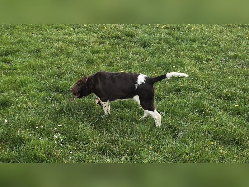 Kleine Münsterlander Welpen
