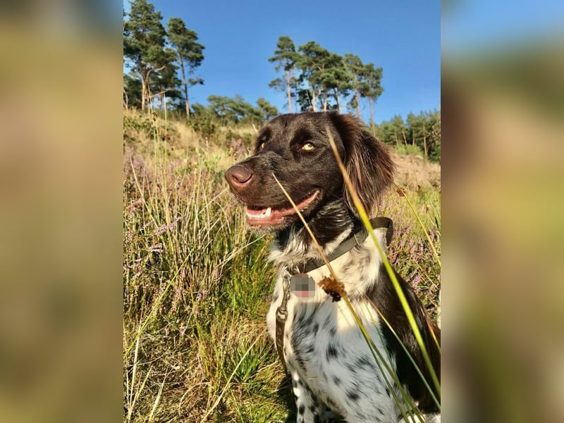 Kleine Münsterländer Welpen