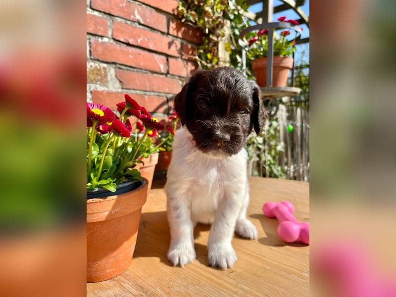 Kleine Münsterländer Welpen