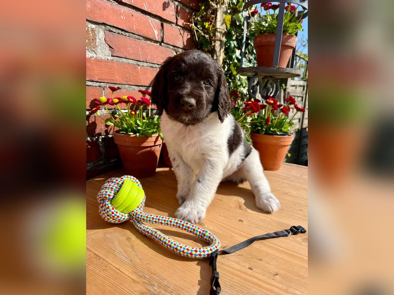 Kleine Münsterländer Welpen