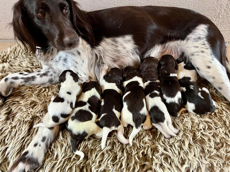 Kleine Münsterländer Welpen