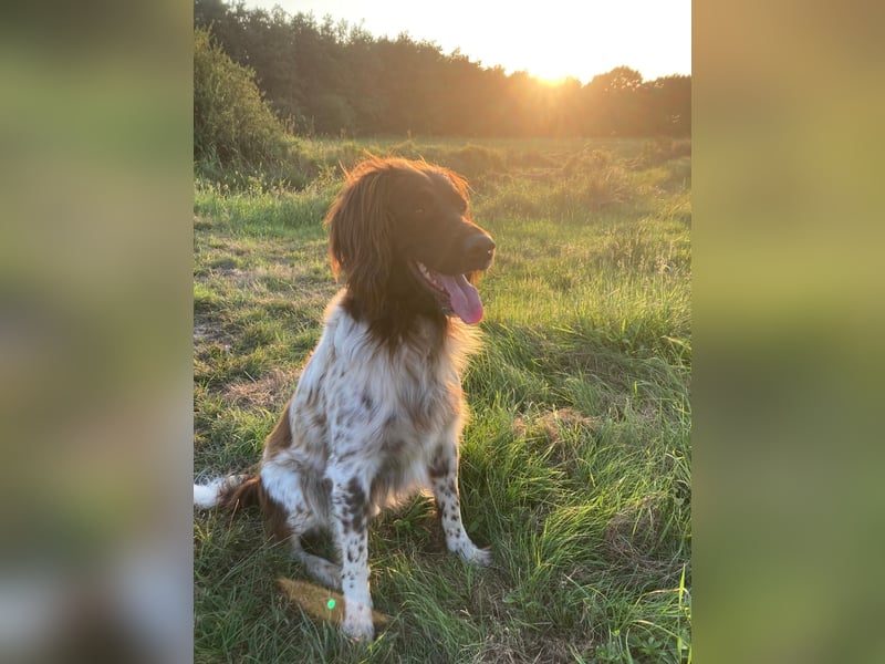 Kleine Münsterländer Welpen