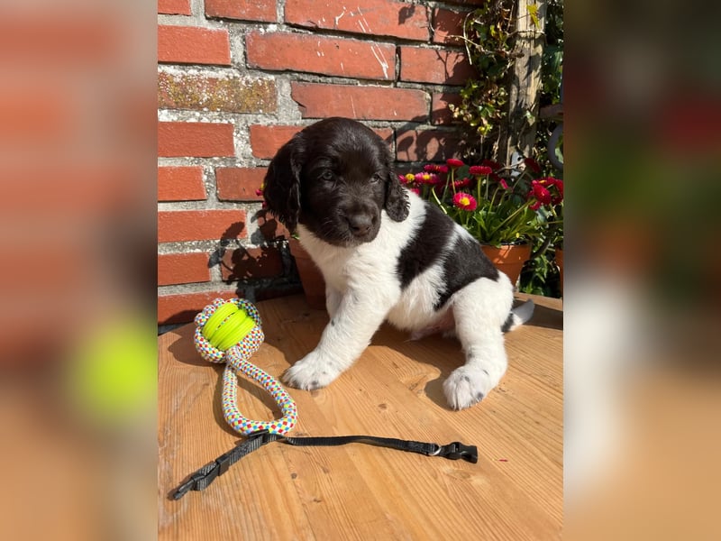 Kleine Münsterländer Welpen