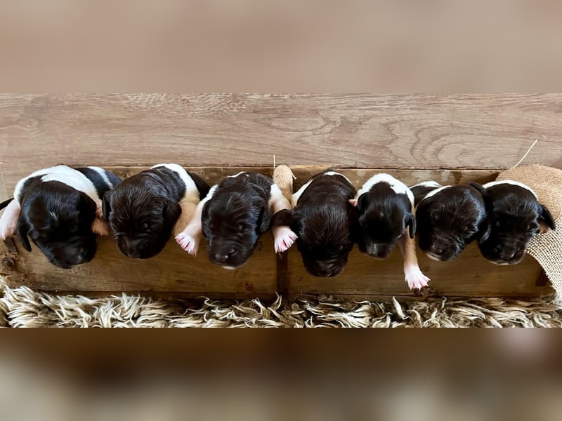 Kleine Münsterländer Welpen