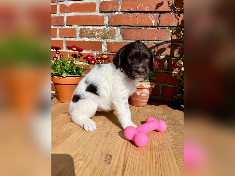 Kleine Münsterländer Welpen