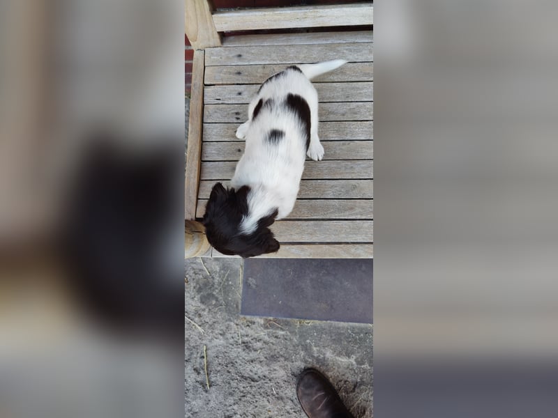 Kleine Münsterländer Welpen