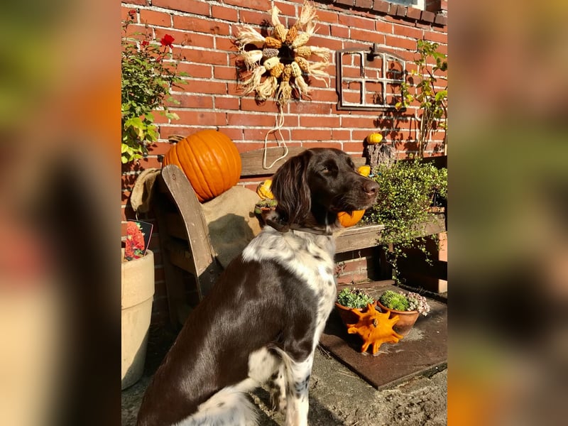 Kleine Münsterländer Welpen