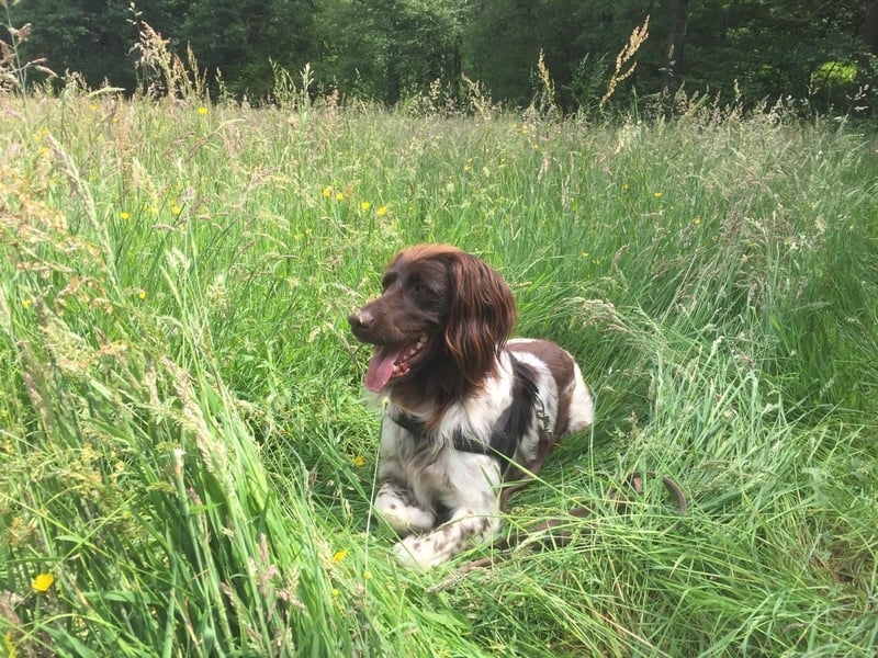 Kleine Münsterländer Welpen