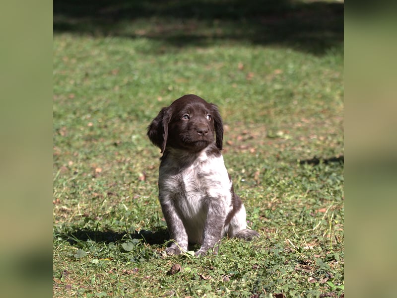 Kleiner Münsterländer Welpen