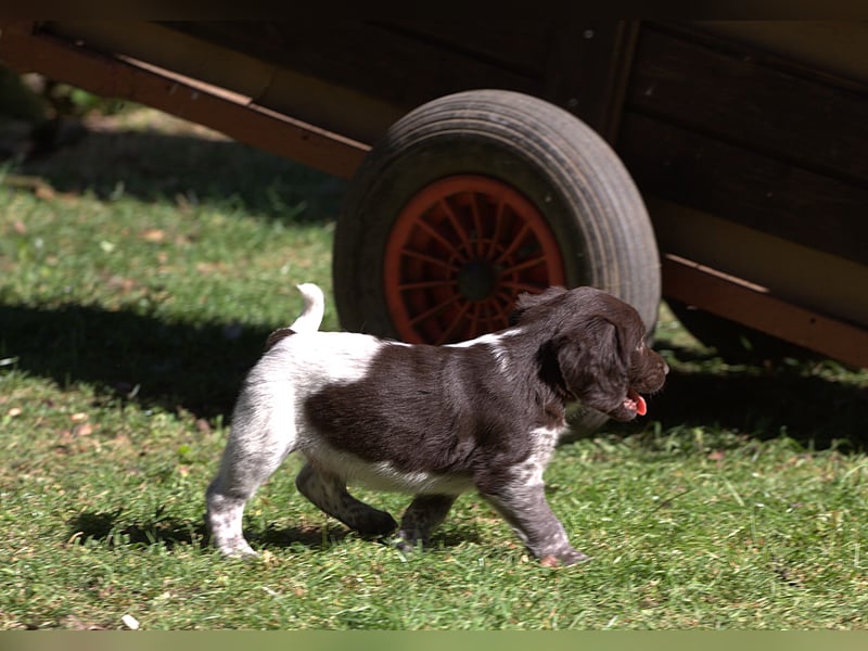Kleiner Münsterländer Welpen