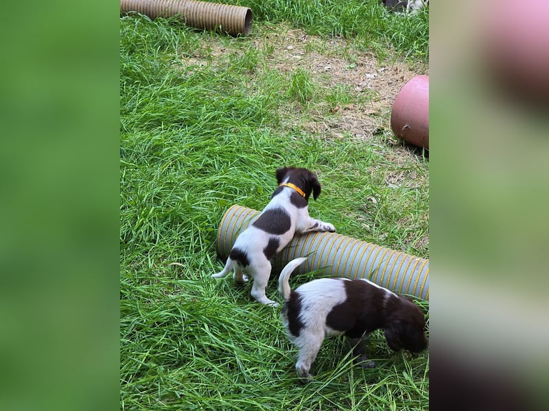 Kleiner Münsterländer Welpen