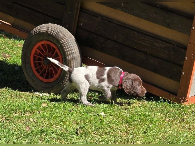 Kleiner Münsterländer Welpen