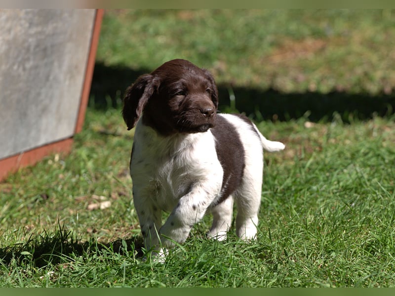 Kleiner Münsterländer Welpen