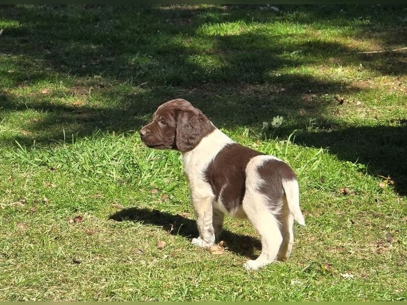 Kleiner Münsterländer Welpen