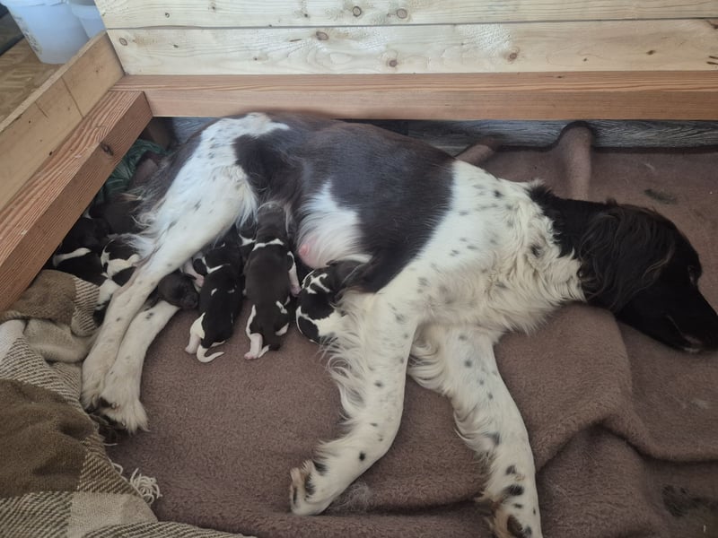 Kleine Münsterländer Welpen