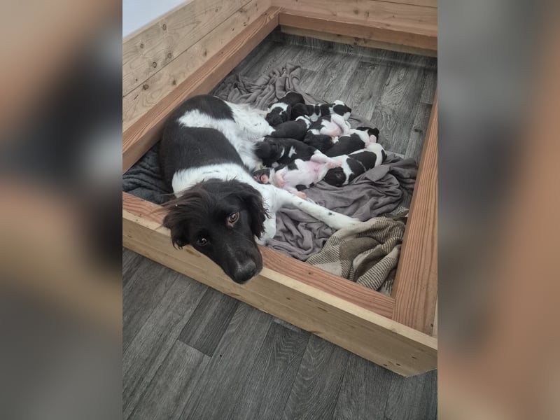 Kleine Münsterländer Welpen
