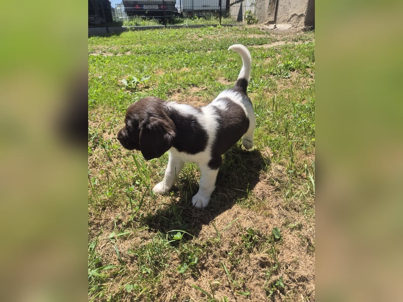 Kleine Münsterländer Welpen