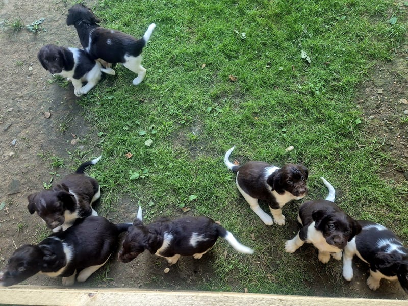 Kleine Münsterländer Welpen