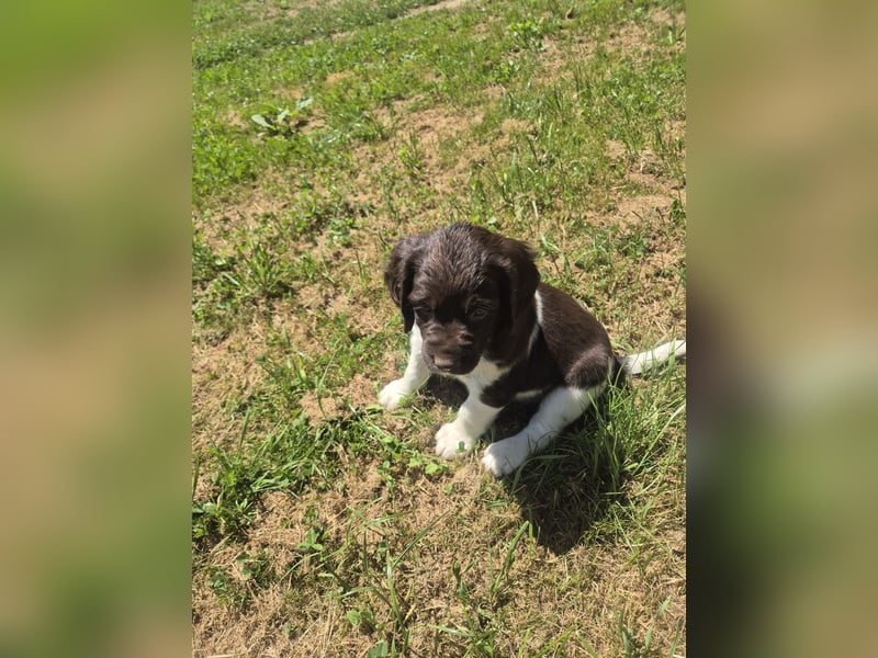 Kleine Münsterländer Welpen