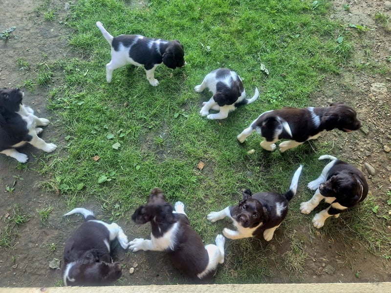 Kleine Münsterländer Welpen