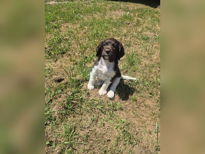Kleine Münsterländer Welpen