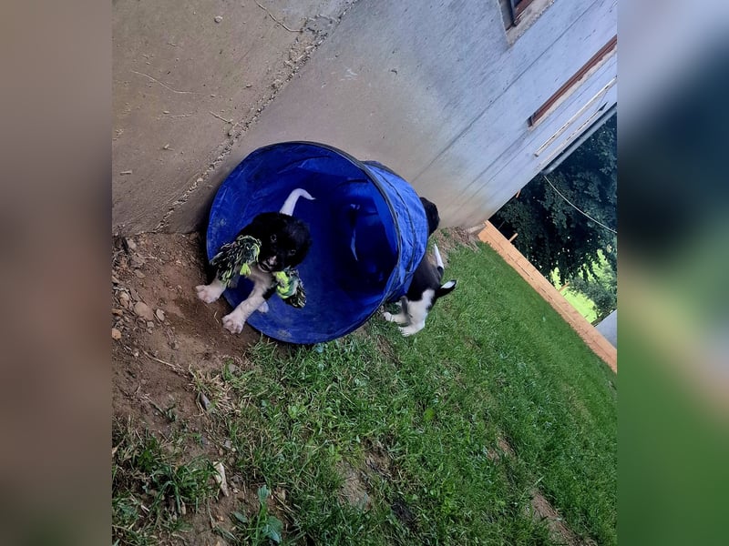 Kleine Münsterländer Welpen