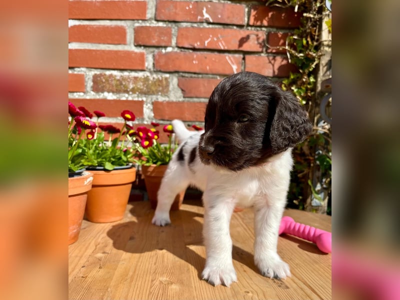 Kleine Münsterländer Welpen