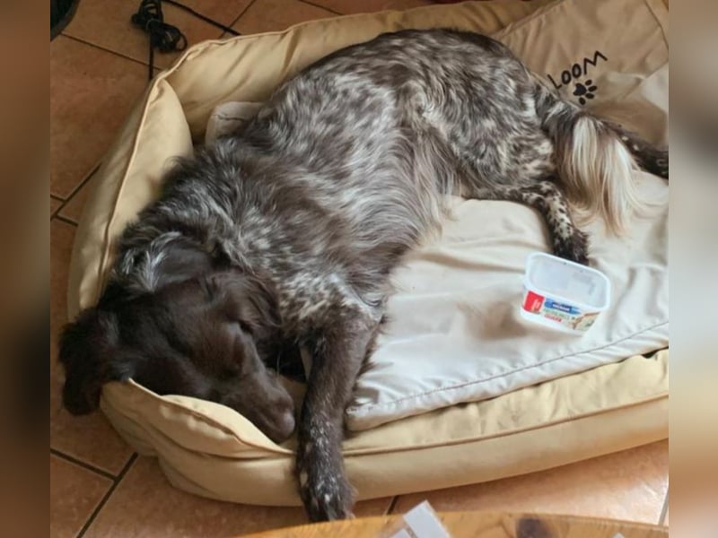 Kleiner Münsterländer