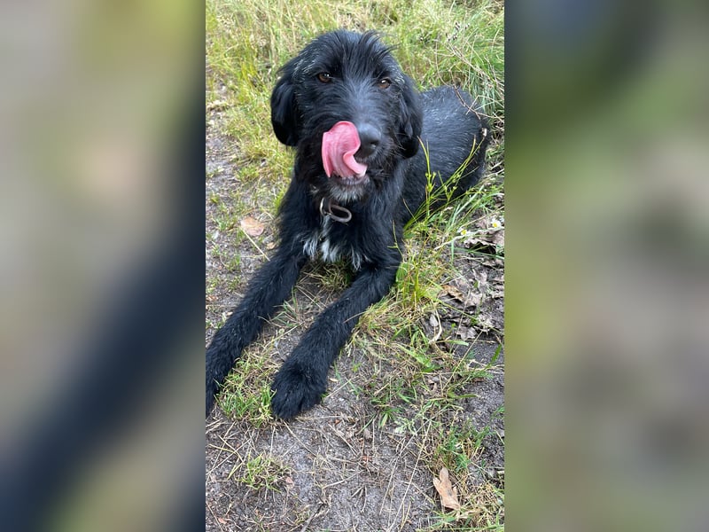 Kleiner Münsterländer/steirische Bracke