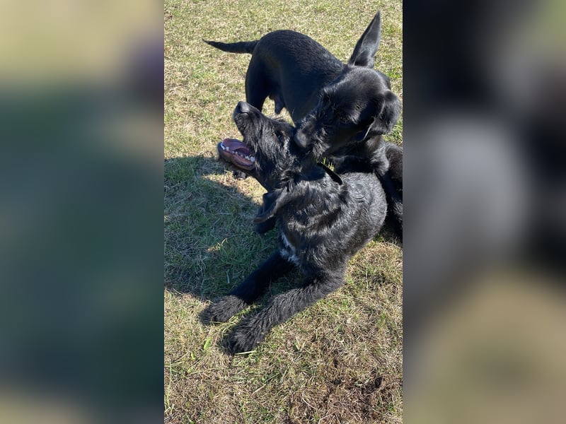 Kleiner Münsterländer/steirische Bracke