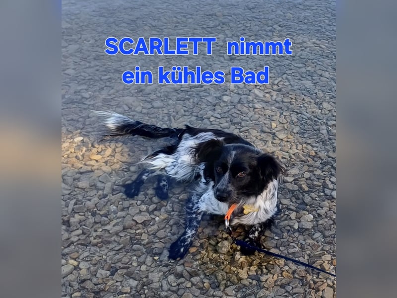 Scarlett sucht fröhliches liebevolles Zuhause
