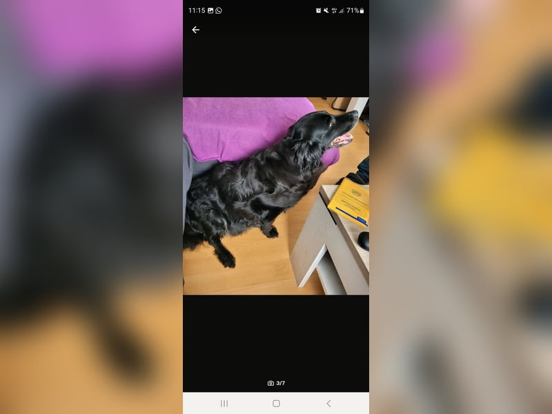 Kl. Münsterländer-Mix sucht neues Zuhause