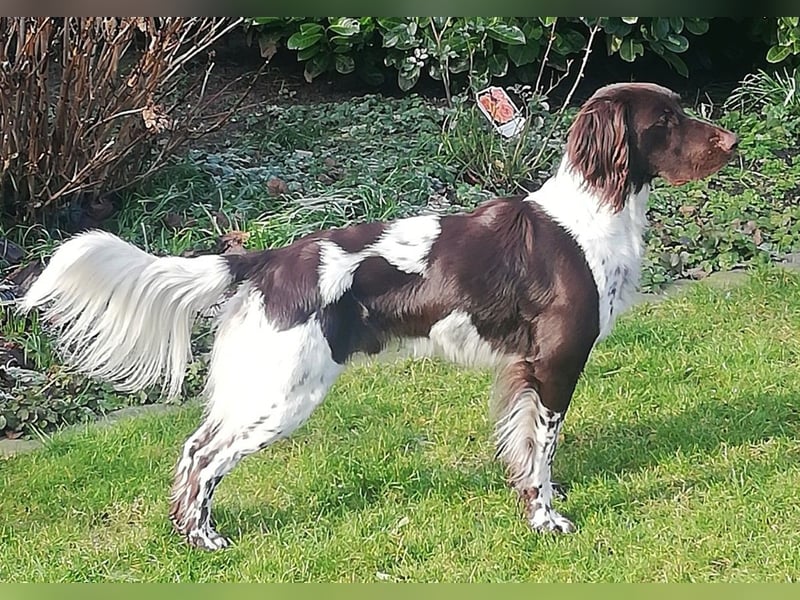 Kleiner Münsterländer Welpen in liebevolle Hände abzugeben, 2 Rüden, 6 Hündinnen