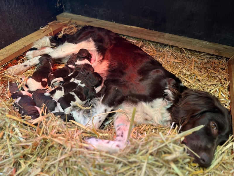 Kleiner Münsterländer Welpen in liebevolle Hände abzugeben, 2 Rüden, 6 Hündinnen