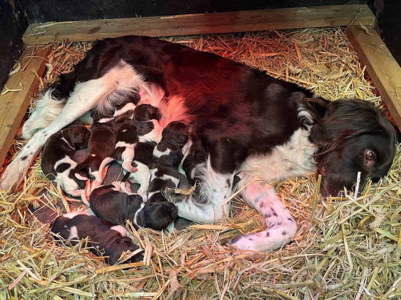 Kleiner Münsterländer Welpen in liebevolle Hände abzugeben, 2 Rüden, 6 Hündinnen