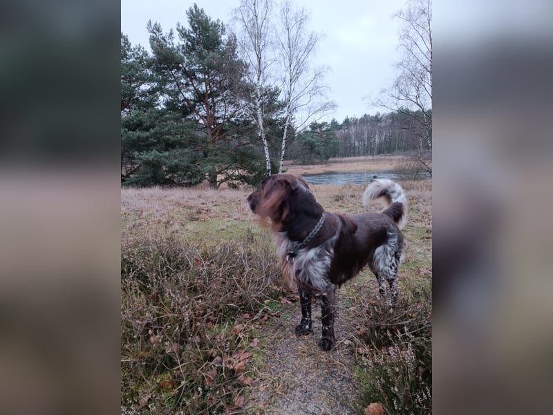 Kleiner Münsterländer Deckrüde